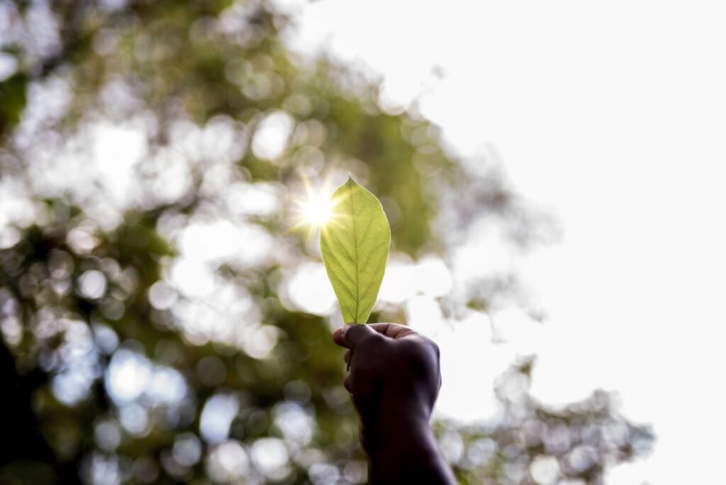 closeup shot male s hand holding green leaf with blurred background