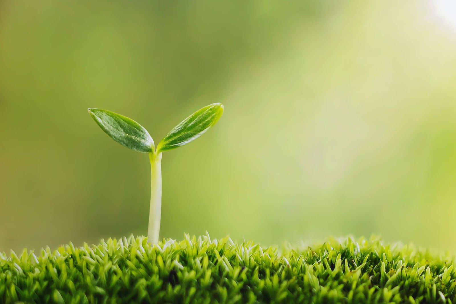 small tree growing green grass garden with sunlight